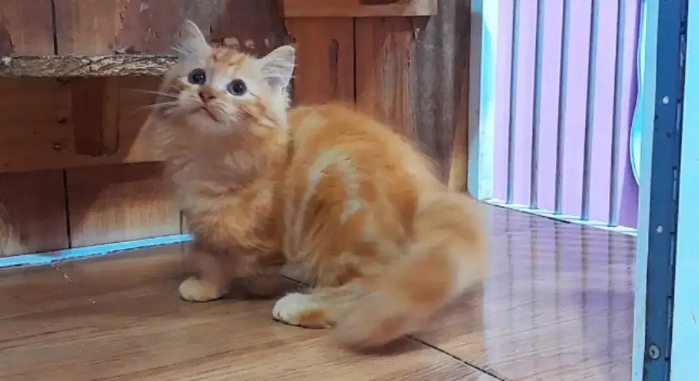 Kucing kitten munchkin red marble longhair betina