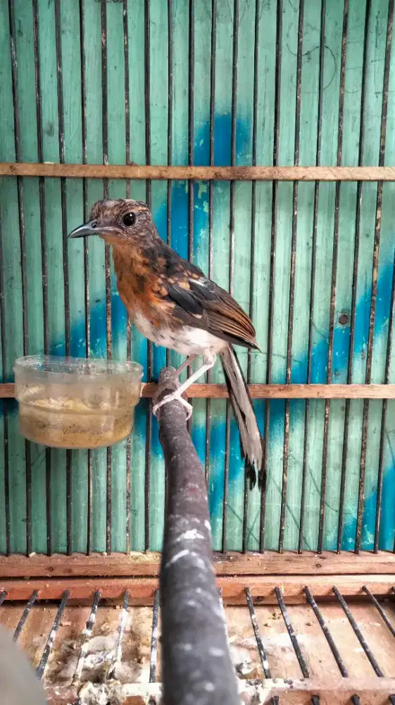 Murai Batu Medan Jantan Blorok Badan Gede Rajin Bunyi Prospekan