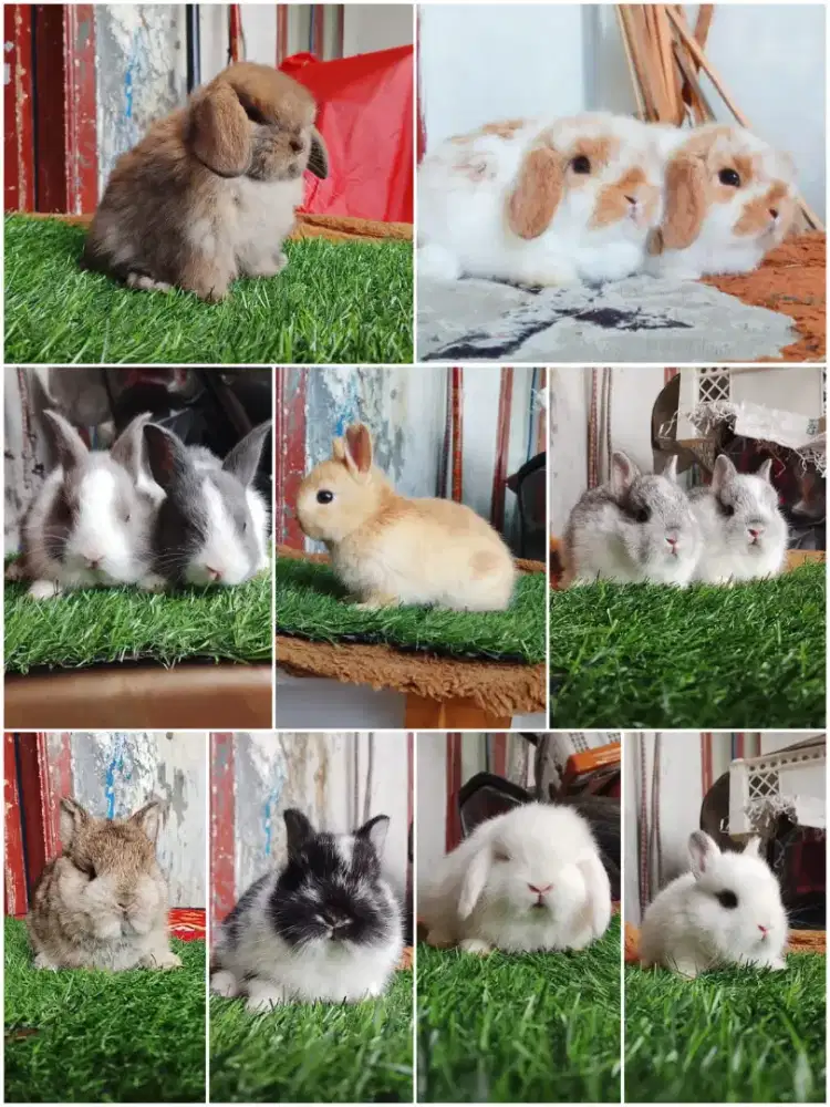 Peternakan kelinci hias