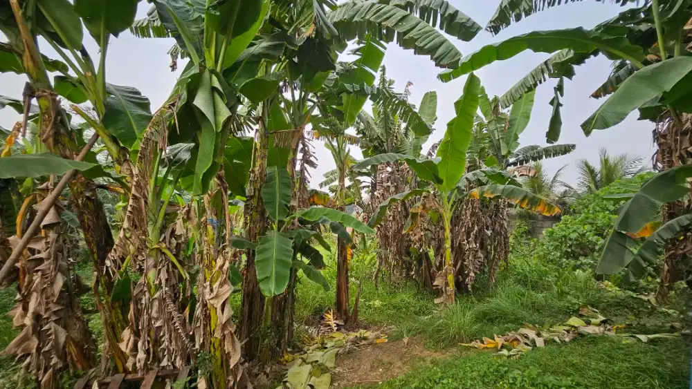 Tanah Dijual Cangkudu Balaraja