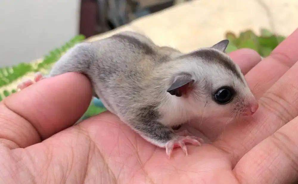 Sugar Glider WhiteFace Het Leu Joey Betina