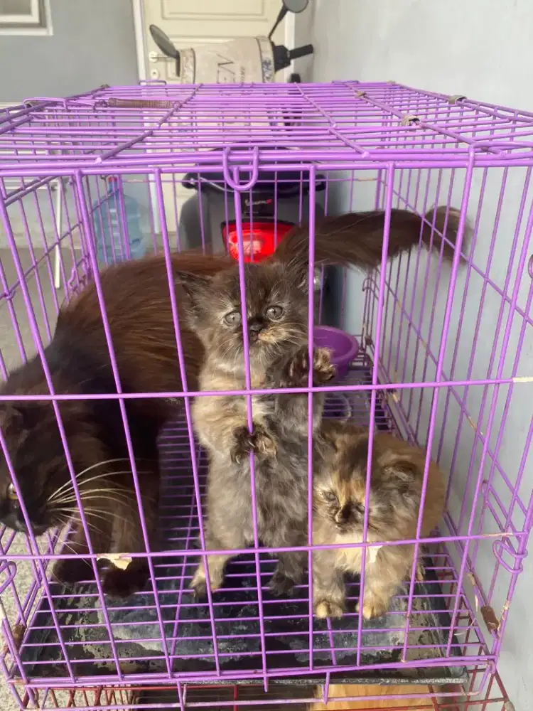 Kucing Persia  ( Induk & Kitten )