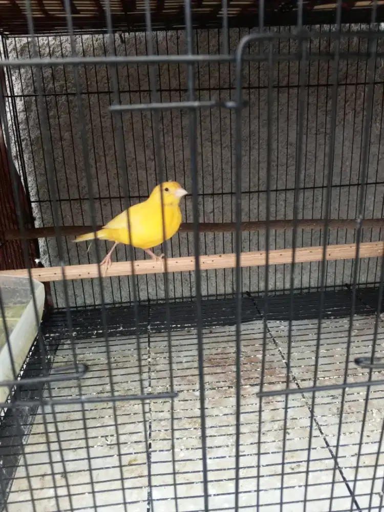 Kenari betina jebolan