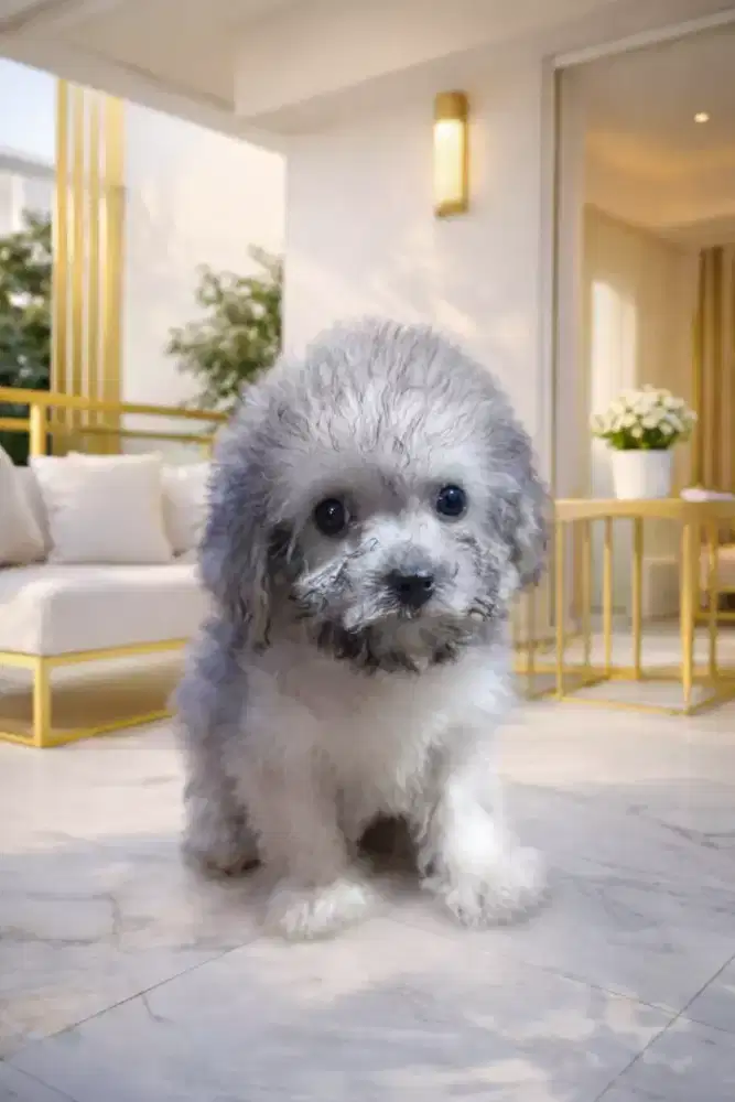 Puppies Poochon Betina ( Kecil )