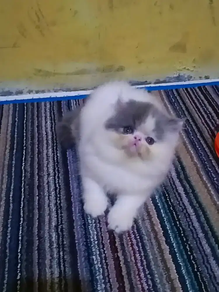 Kucing Persia Peaknose Betina Abu Putih