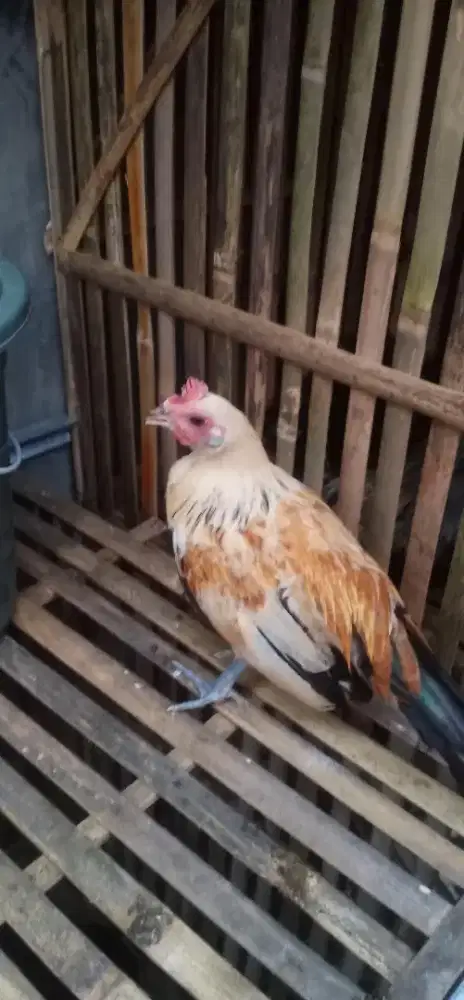 Ayam Kate x kampung (Mahar atau bt/tt jantan Serama)