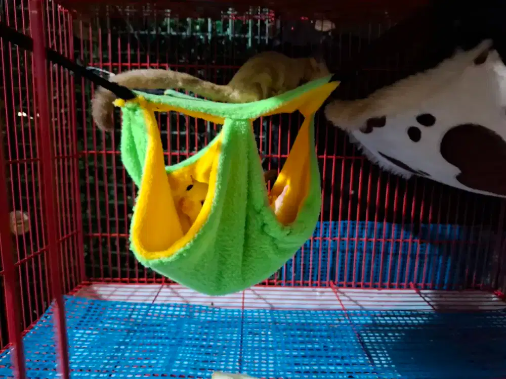 Sugar glider sepasang free kandang