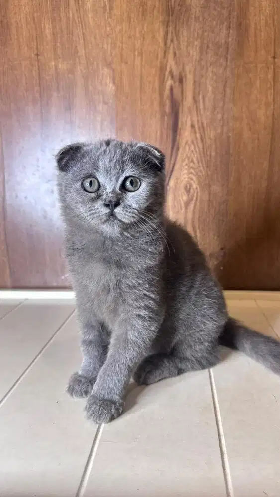 Scottish Fold Line import