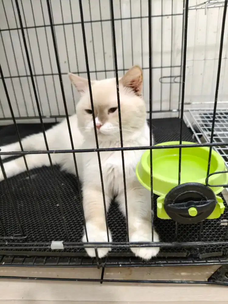 Lepas Adopt Indukan Jantan BSH Cinnamon Point