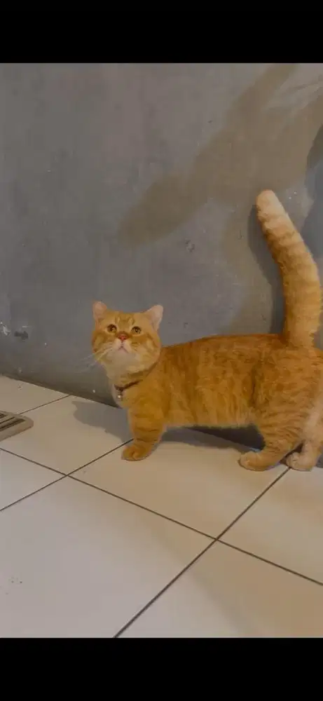 KUCING MUNCHKIN BSH JANTAN