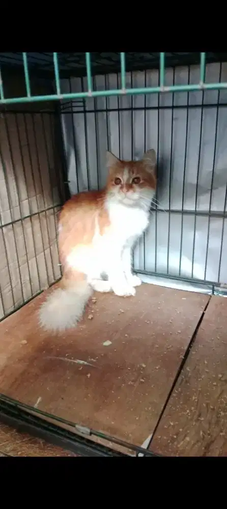 Kucing Persia Medium