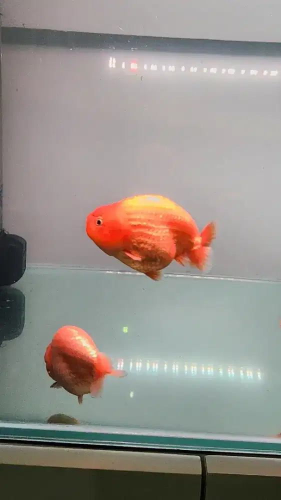 Ikan Mas Koki Goldfish Ranchu Sunkist