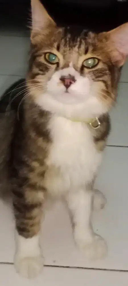 Anak kucing usia 6 bln jantan