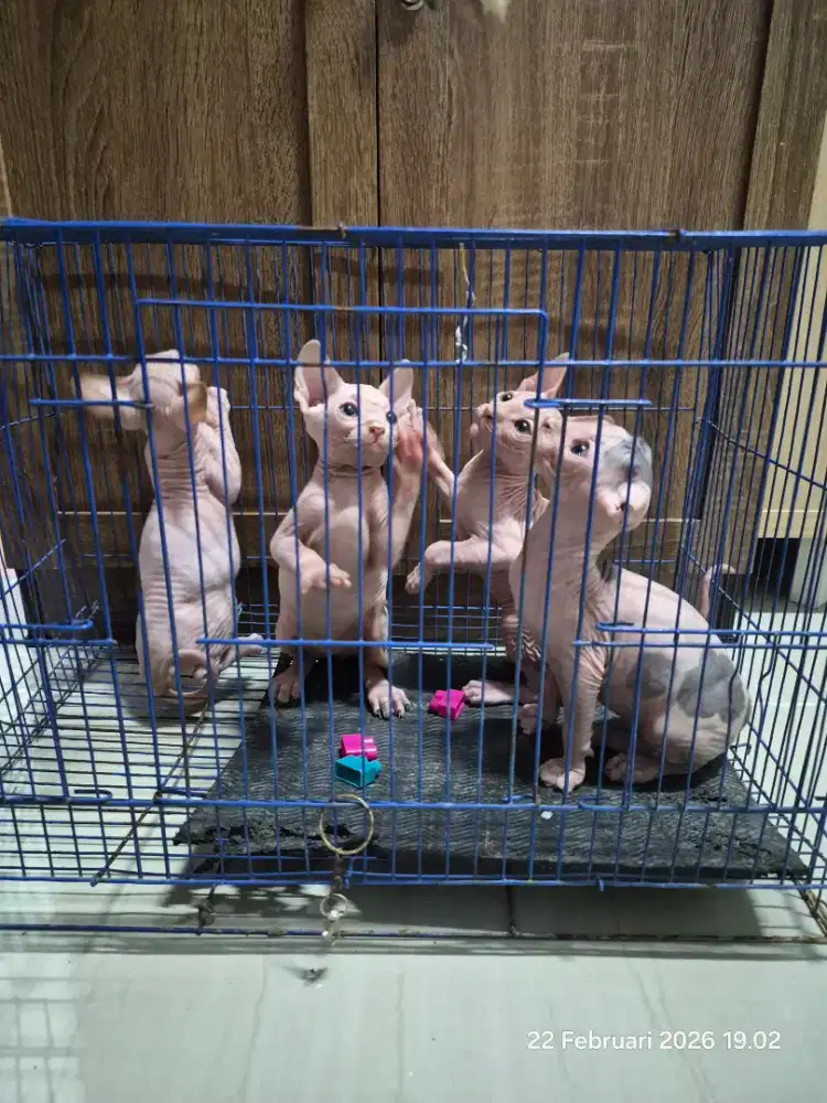 Kucing Sphynx, Levkoy, Bambino,