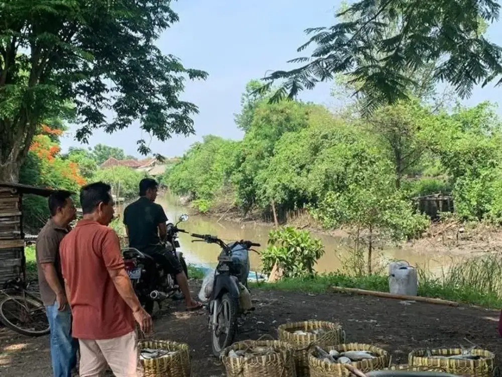 Dijual Tambak Udang Vaname Dan Bandeng Di Pasuruan