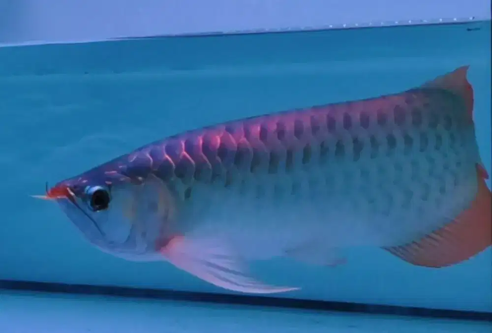 Arwana Arowana super red body lebar -+45cm