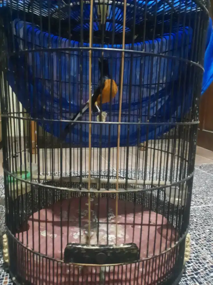 Murai batu ngocol double ring fullsheet