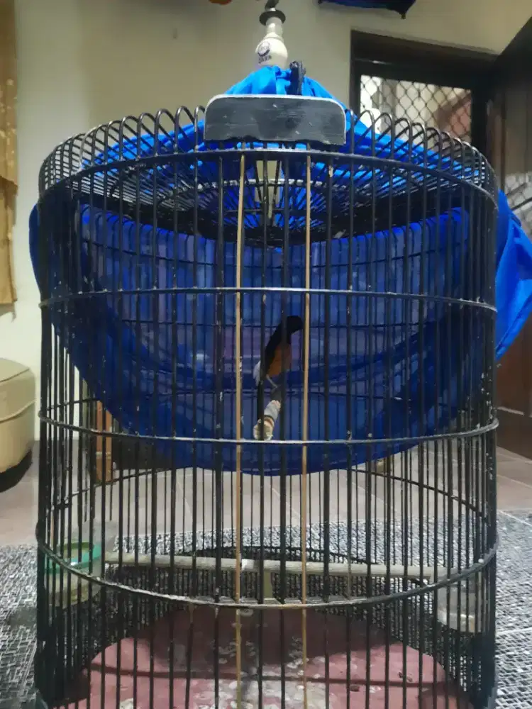 Murai batu ngocol double ring fullsheet