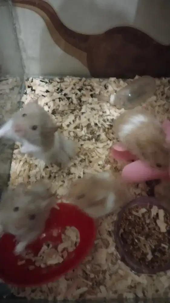 Hamster Syrian indukan Dan anakan