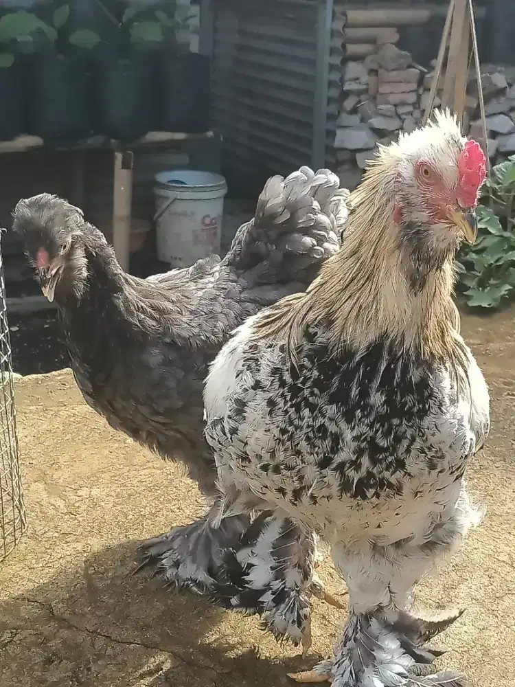 Sepasang ayam Brahma (indukan)