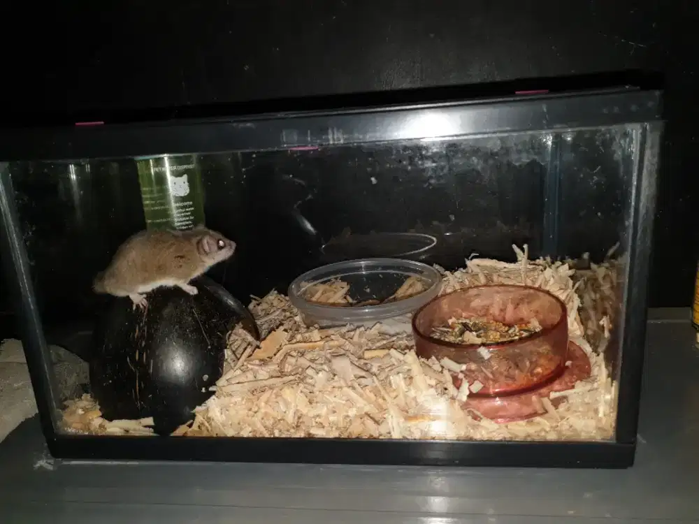 Dormice Jantan Lucu dan Sehat Full set