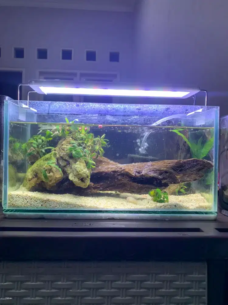 Aquarium mini cupang