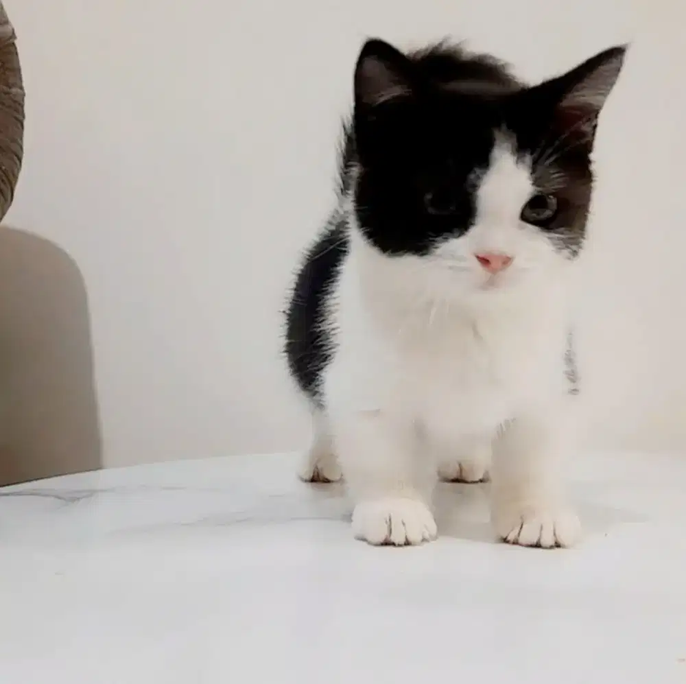 MUNCHKIN BETINA 2.5 BULAN