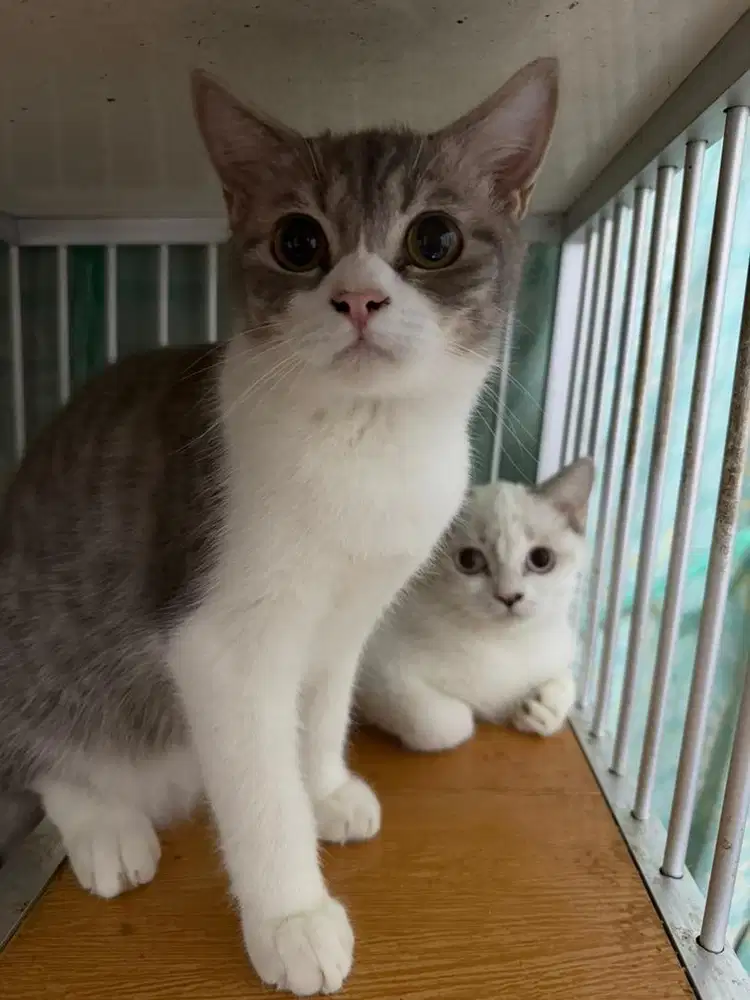 Bsh bico dan bsh putih