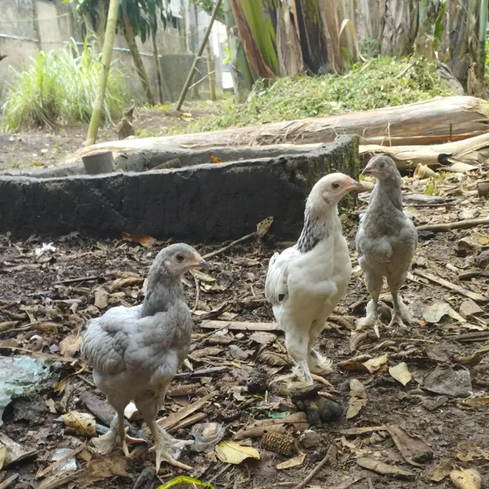 Anakan ayam Brahma kampung 3 ekor