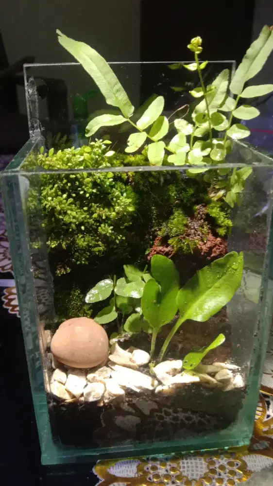 Terarium untuk suasana Lebaran