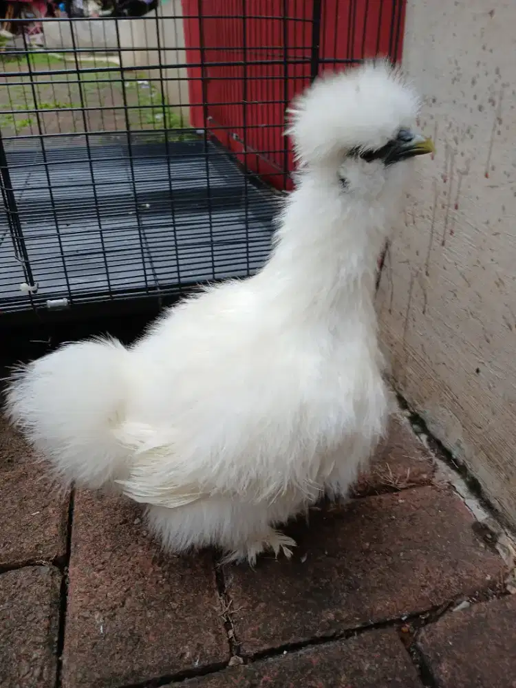 Ayam american silkie