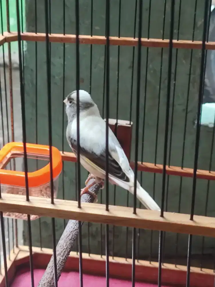 Dijual!!! Kenari AF panda gacor kicauan mewah