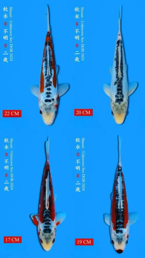 Koi Hana Shusui Import Yamaju Farm