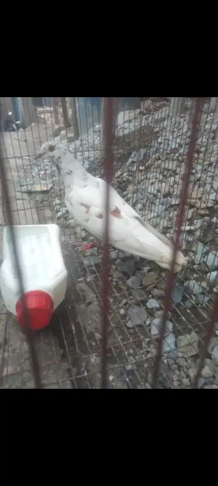Burung dara cewean blorok super lenjeh di tinggal lakian nya ilng