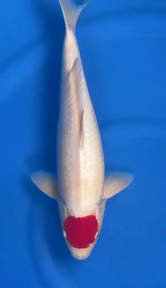 Koi Tancho Kohaku 45cm