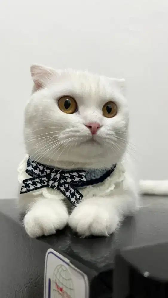 Kucing scootish fold lucu banget