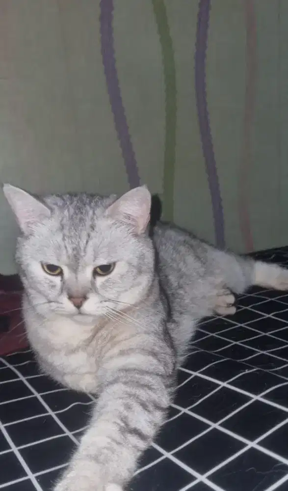 Kucing british shorthair bsh british short hair