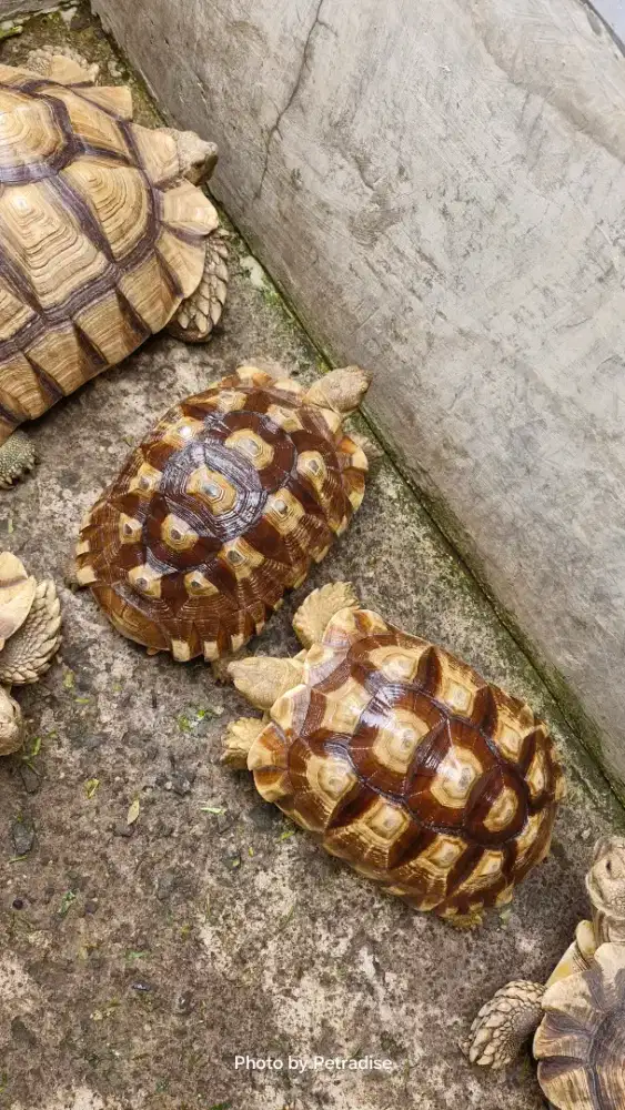 Sepasang kura kura sulcata siapan induk