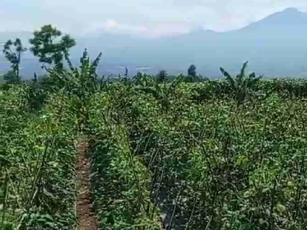 di jual lahan SHM view gunung udara sejuk dan dingin akses mobil di Cijeruk Bogor