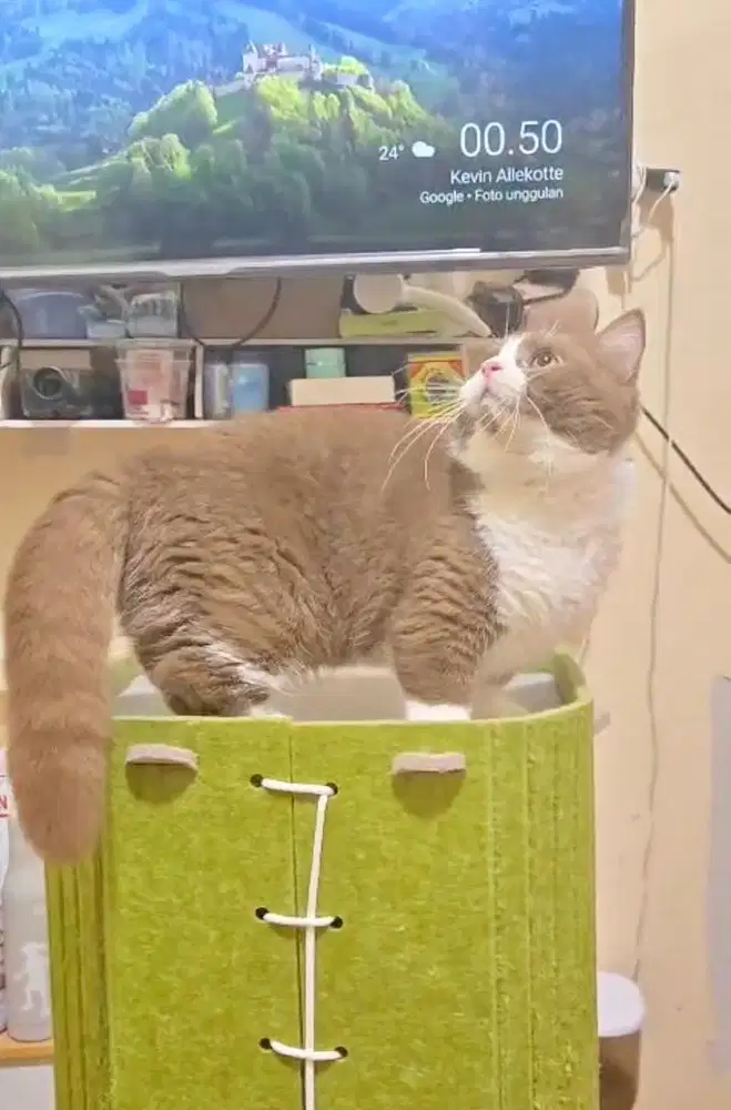 Kucing Munchkin Cinnamon Betina