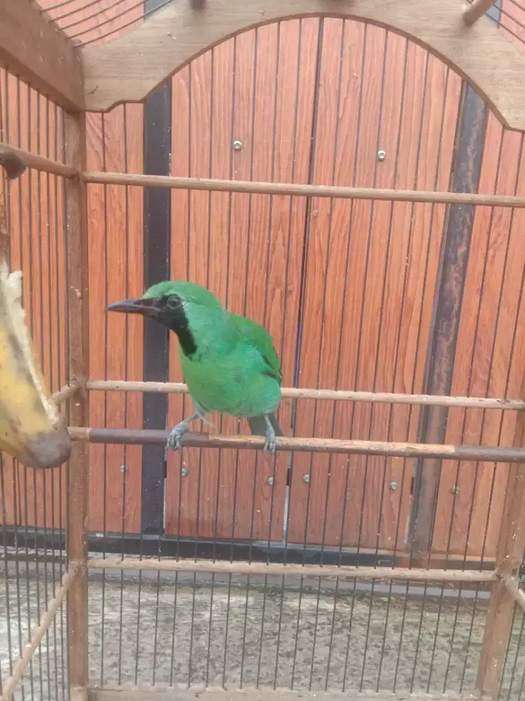 Burung green nopeng Banyuwangi gacor