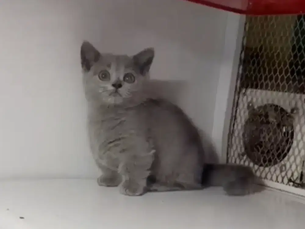 Munchkin BSH Blue Solid Betina Kitten British Shorthair Cebol