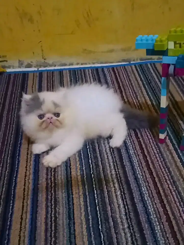 Kucing Persia Peaknose Jantan