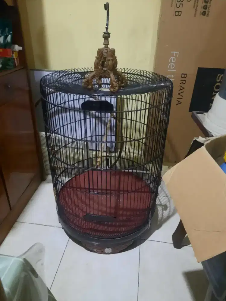Kandang sangkar murai