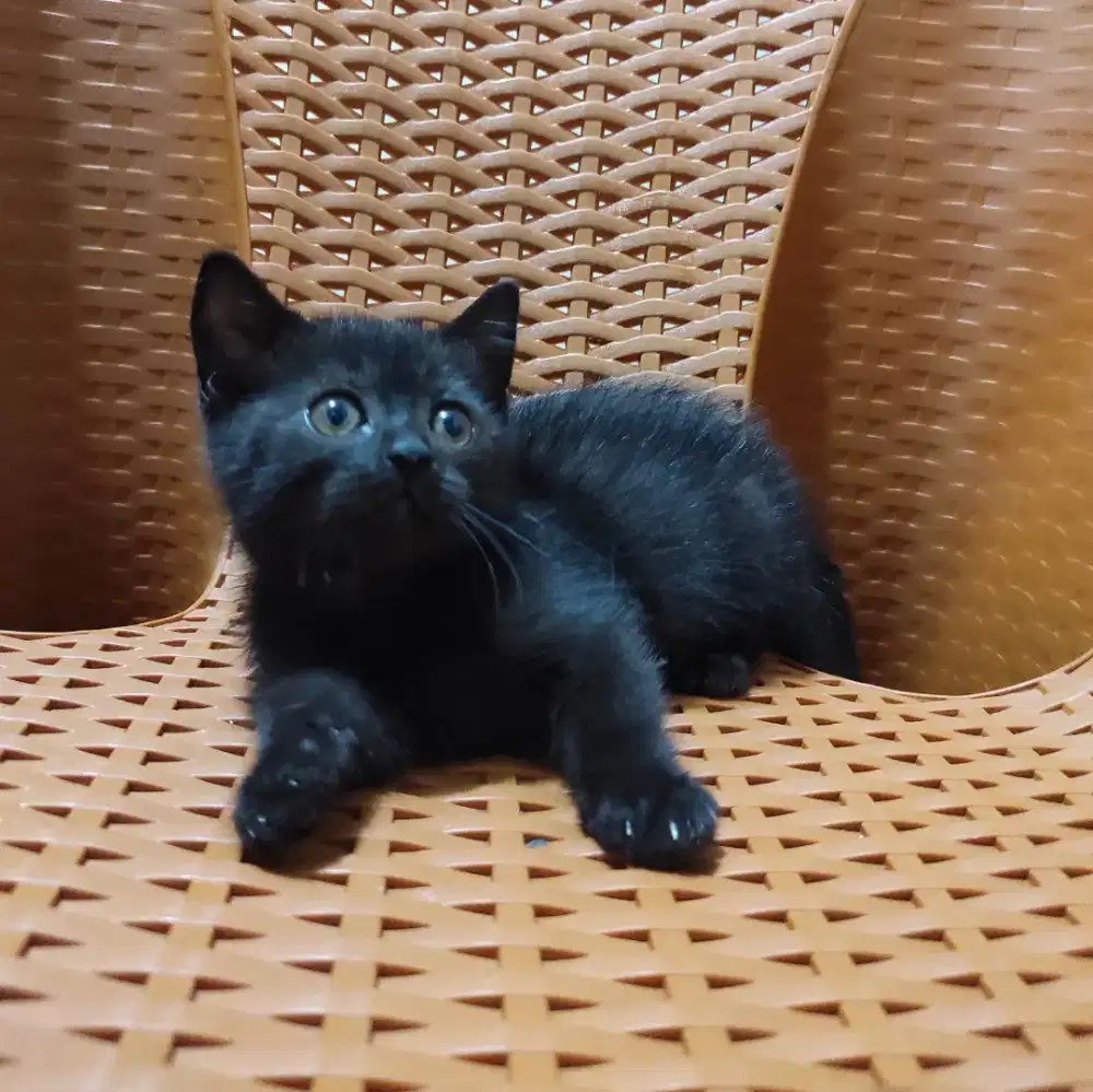 kitten cebol munchkin