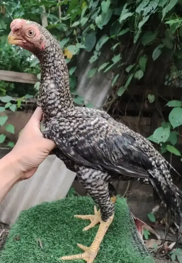 Ayam Bangkok aseel parot sepasang