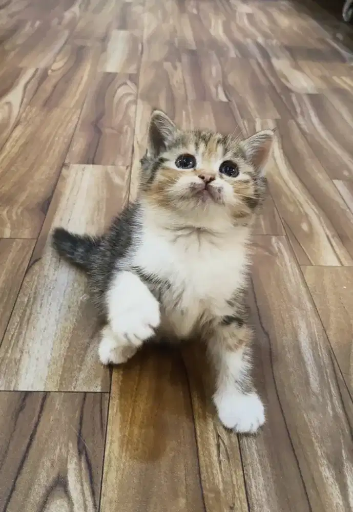 Kucing Munchkin top srandar