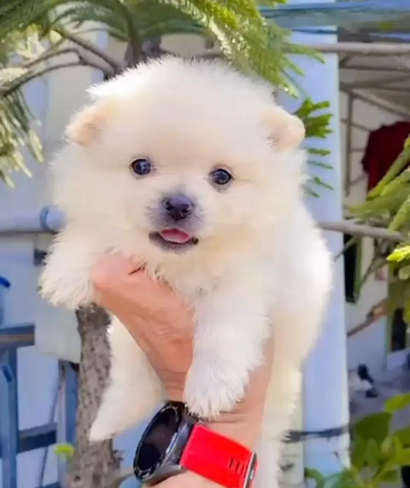 Puppies / anjing minipom cute