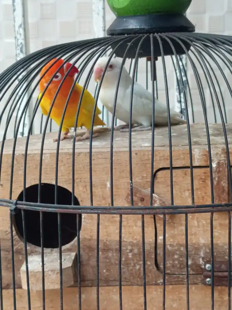 Lb albino mm dan lutino mm