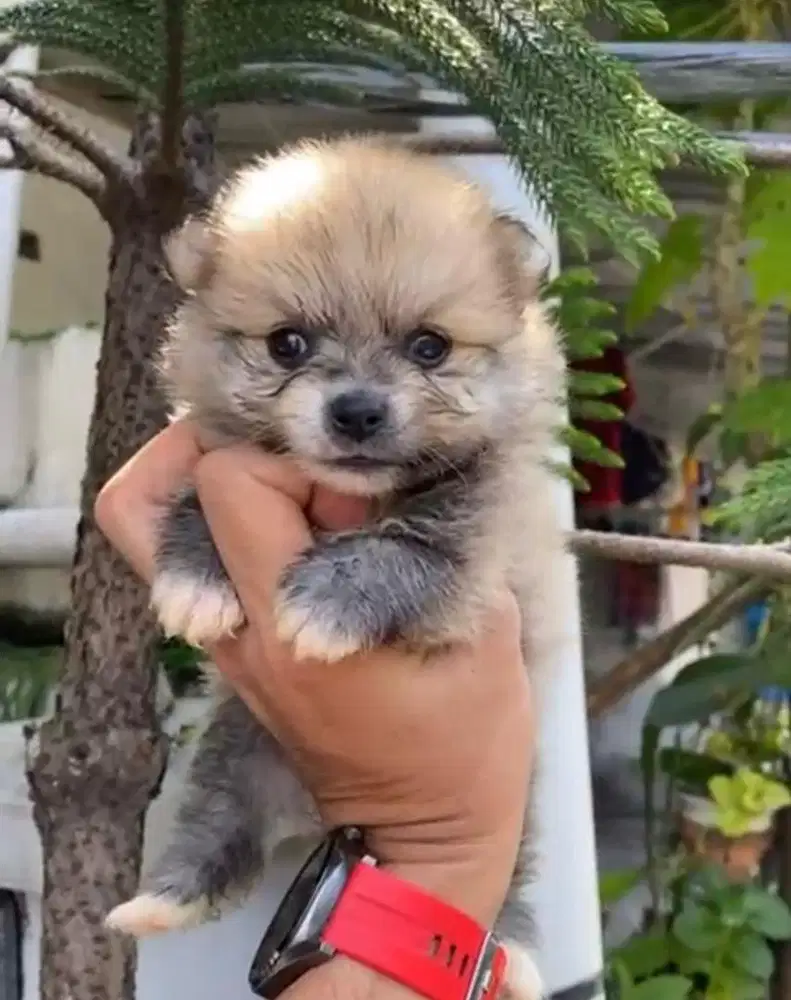 Puppies / anjing minipom cokelat cute